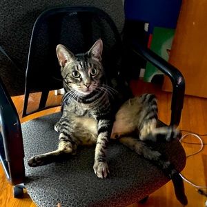 Meet your Posher, Taylor